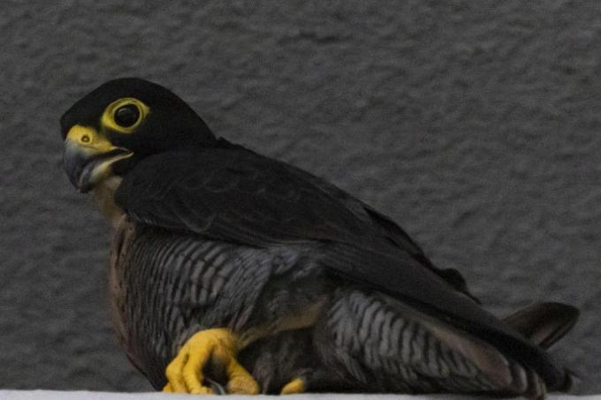 Peregrine Falcons Make Their Unexpected Home in Singapore’s CBD